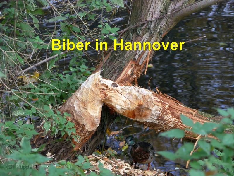 2021/20211102 Seufzerallee Biber/index.html